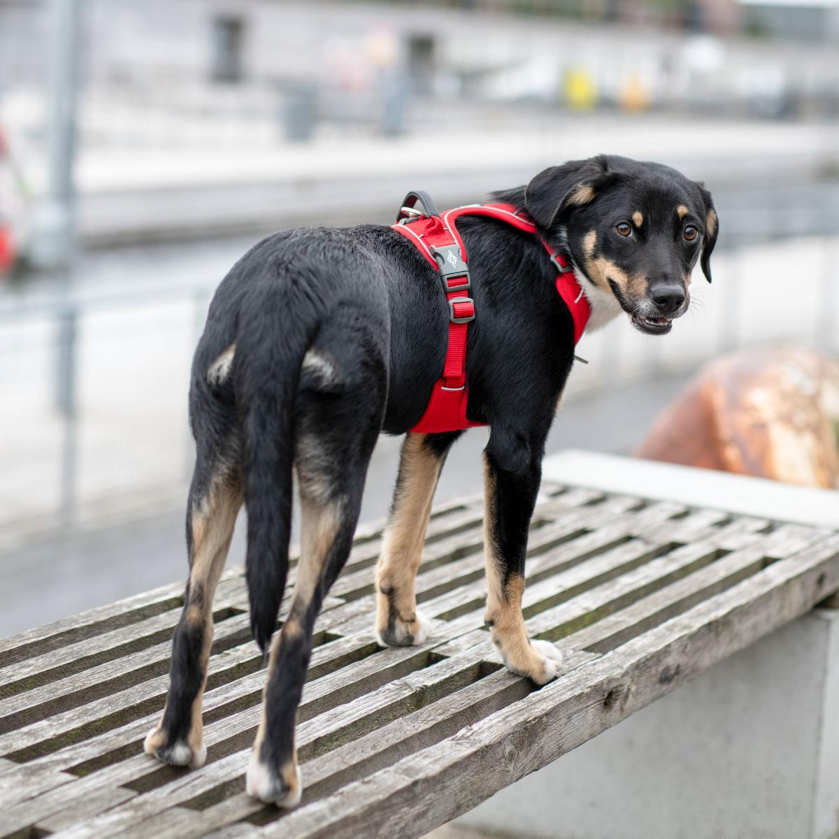 DOG Copenhagen ドッグコペンハーゲン