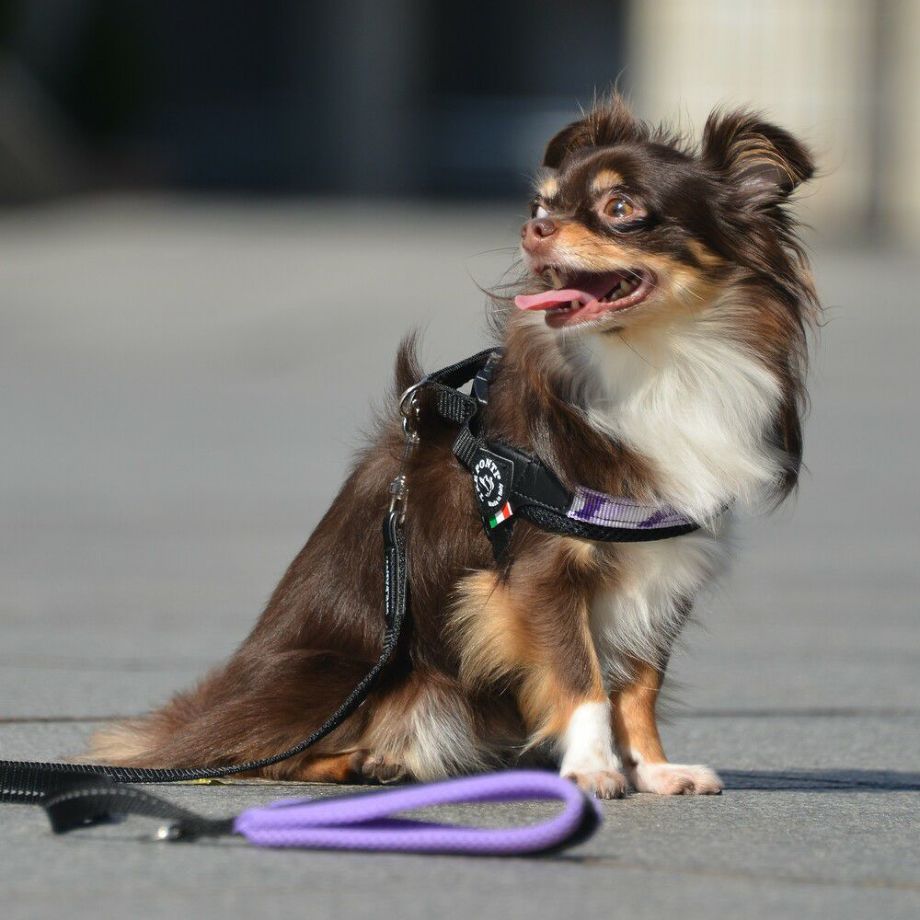 【トレポンティ Tre Ponti】ソフトメッシュリーシュ パステル Soft Mesh Leash PASTEL