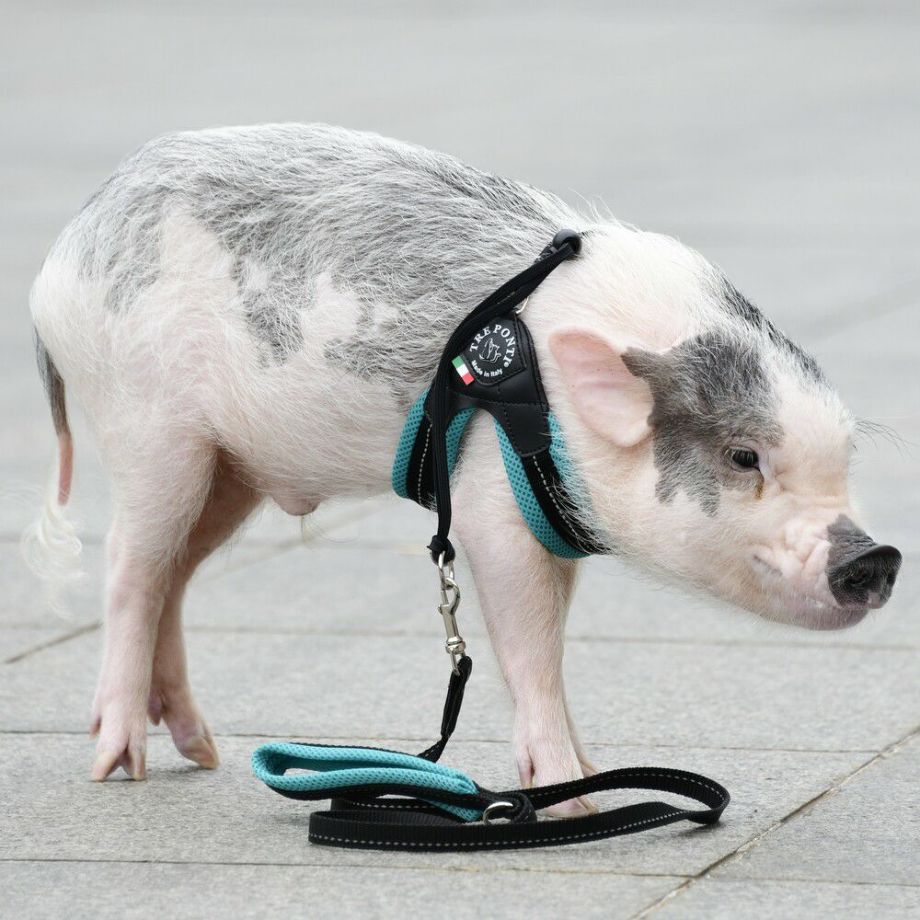 【トレポンティ Tre Ponti】ソフトメッシュリーシュ パステル Soft Mesh Leash PASTEL