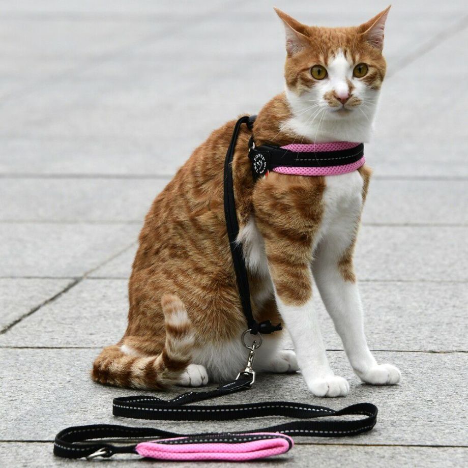 【トレポンティ Tre Ponti】ソフトメッシュリーシュ パステル Soft Mesh Leash PASTEL