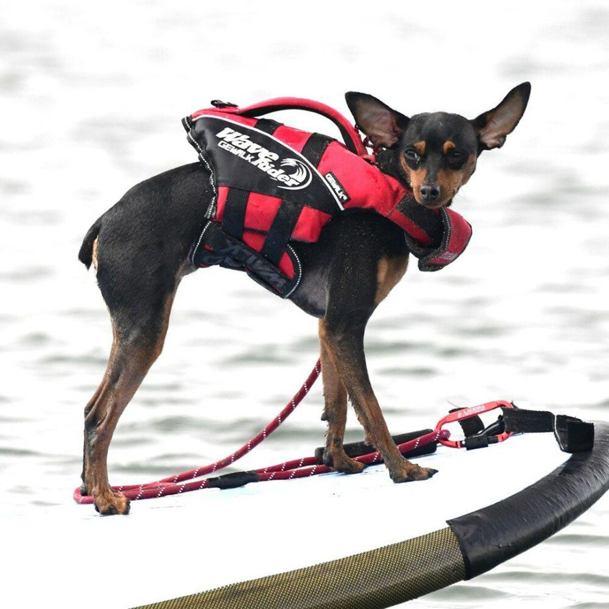 【GEWALK ジウォーク】【2025年モデル】ウェーブライダー エコ XXSサイズ 取り寄せ品