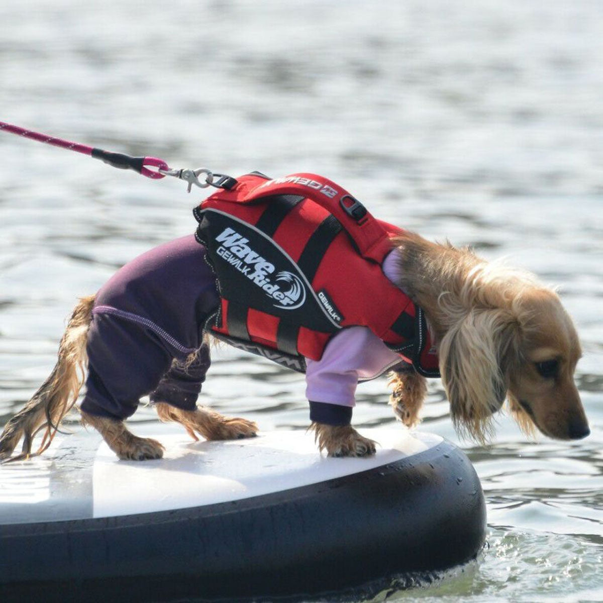 【GEWALK ジウォーク】【2025年モデル】ウェーブライダー エコ XXSサイズ 取り寄せ品