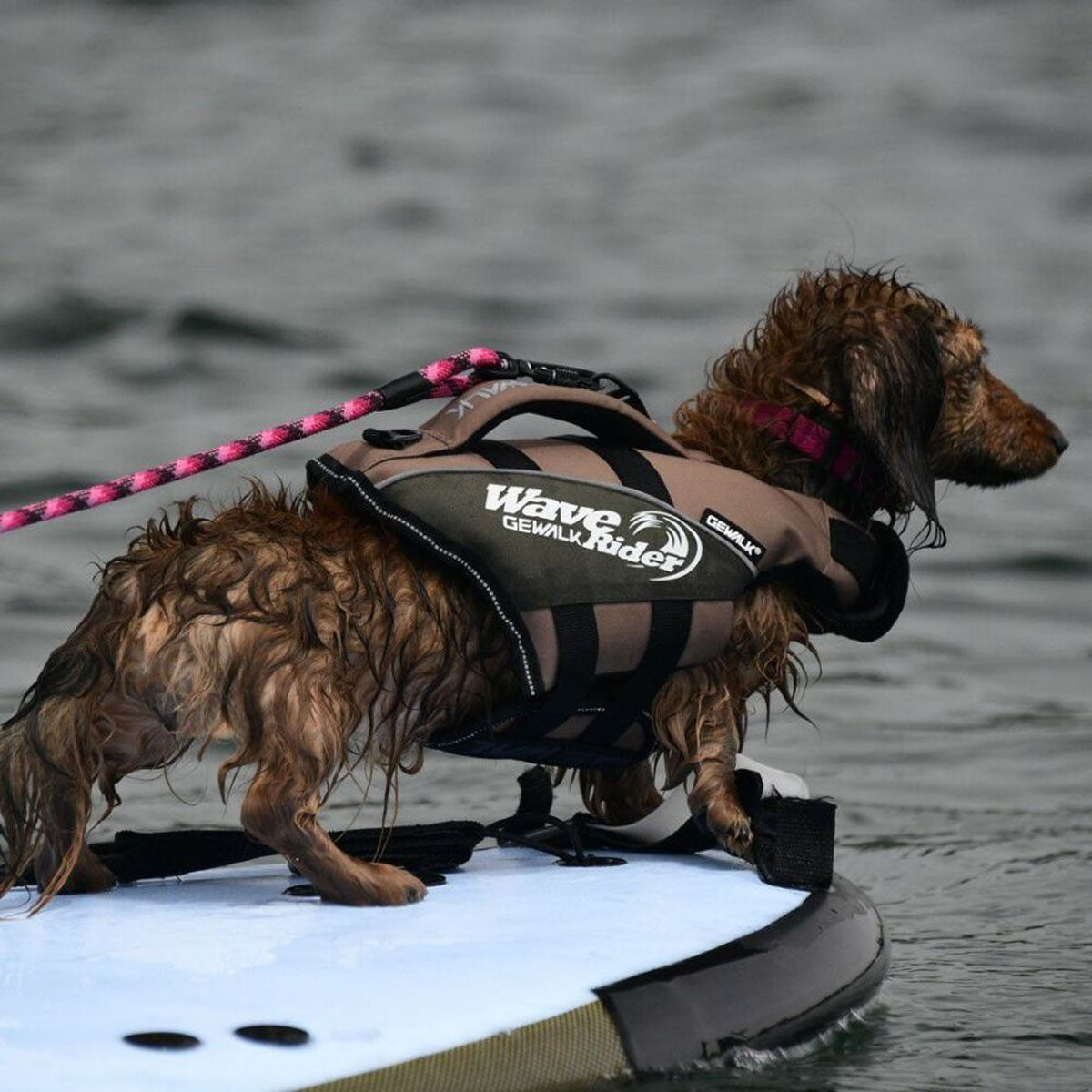 【GEWALK ジウォーク】【2025年モデル】ウェーブライダー エコ XSサイズ 取り寄せ品