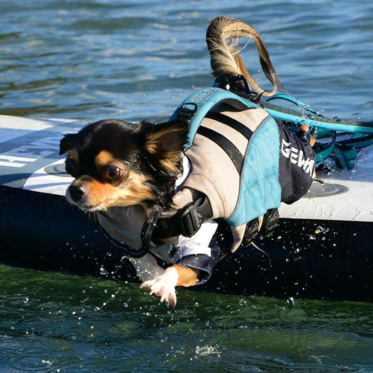 【GEWALK ジウォーク】【2025年モデル】ウェーブライダー エコ XSサイズ 取り寄せ品