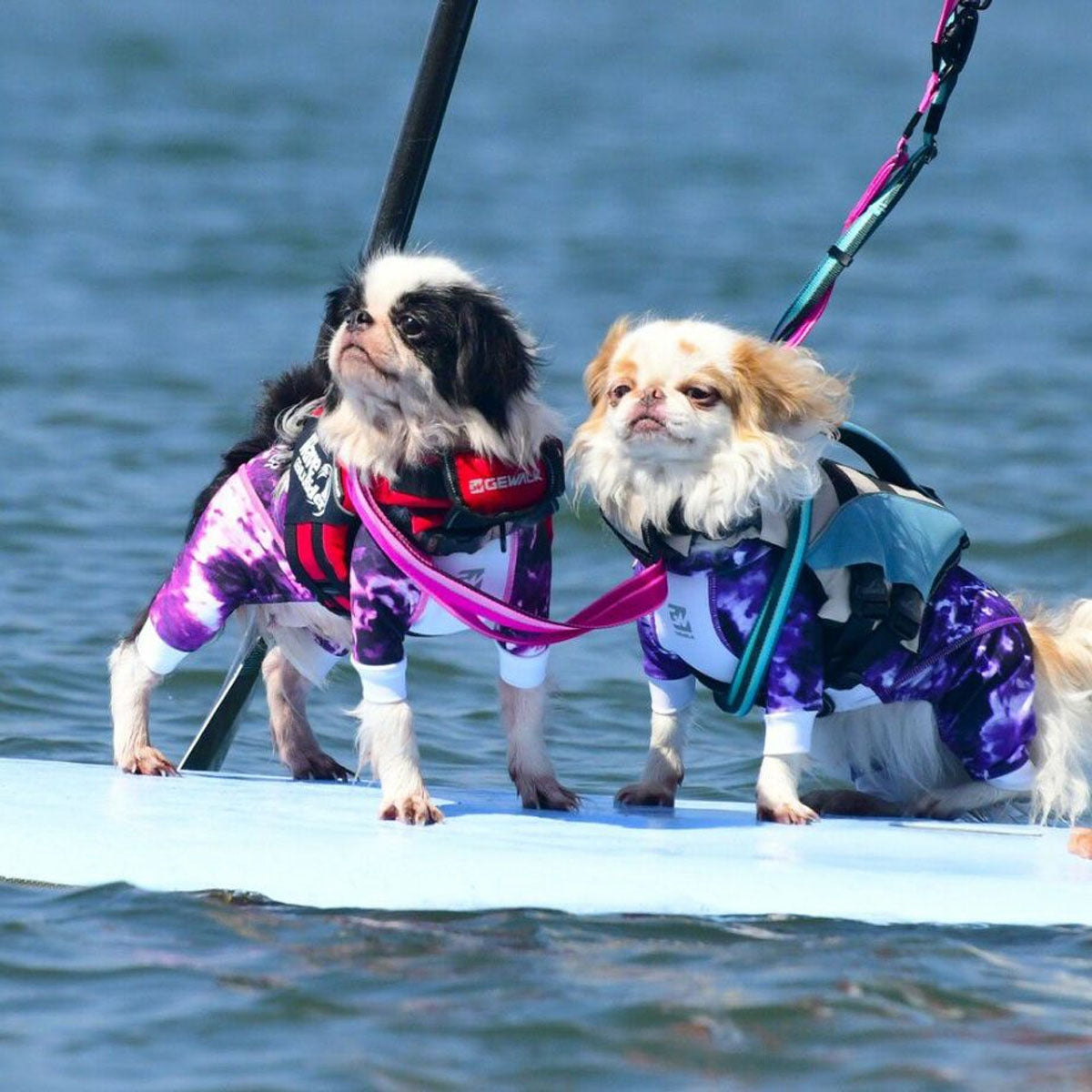 【GEWALK ジウォーク】【2025年モデル】ウェーブライダー エコ XSサイズ 取り寄せ品