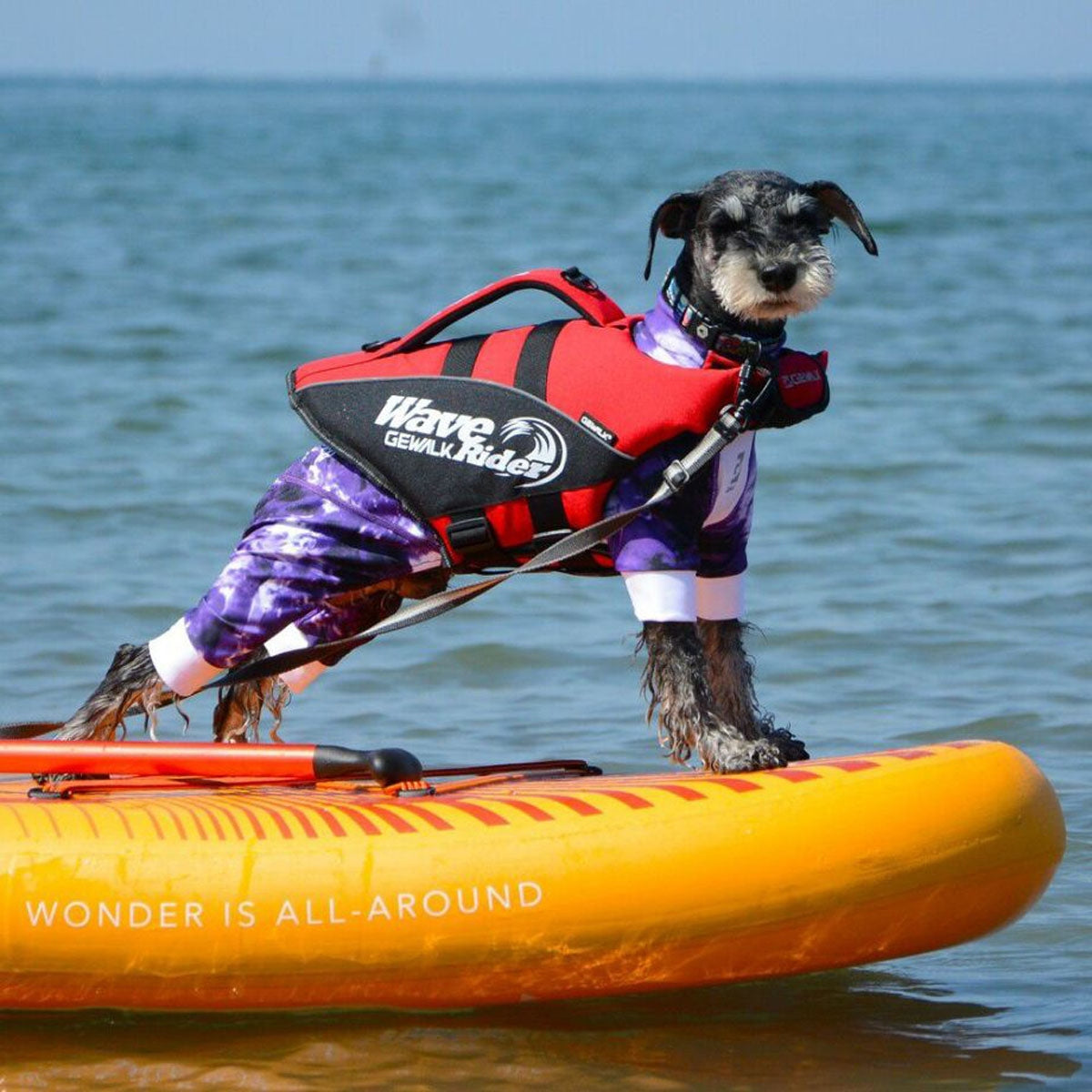 【GEWALK ジウォーク】【2025年モデル】ウェーブライダー エコ Mサイズ