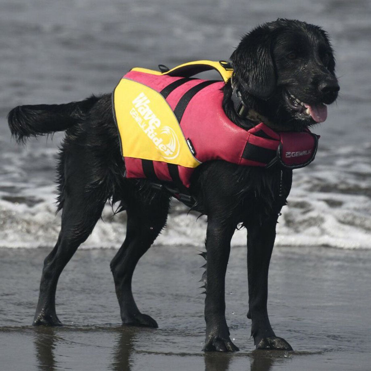 【GEWALK ジウォーク】【2025年モデル】ウェーブライダー エコ XLサイズ