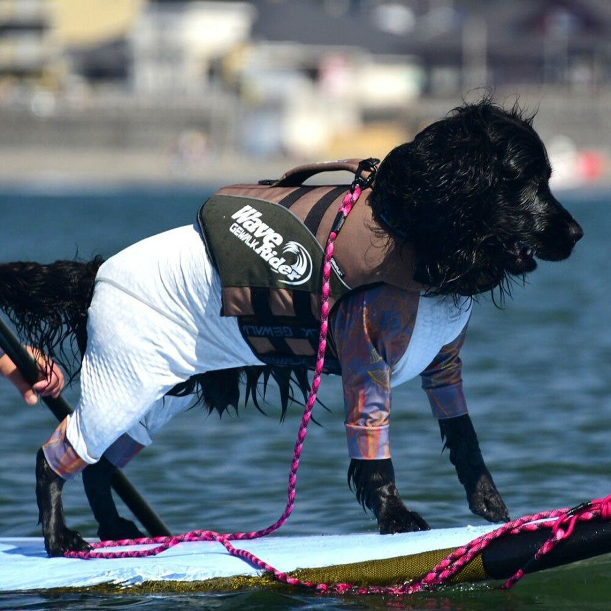 【GEWALK ジウォーク】【2025年モデル】ウェーブライダー エコ 2XLサイズ