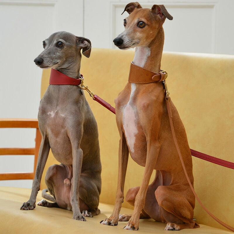 【Da Vinci ダヴィンチ】アンナレザー グレーハウンド カラー サイズ3/3.5 ※在庫限りで終了※