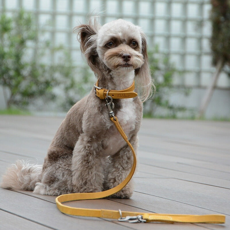 【Da Vinci ダヴィンチ】ペッレイングラッサカロラータ カラー サイズ2.5/3/3.5