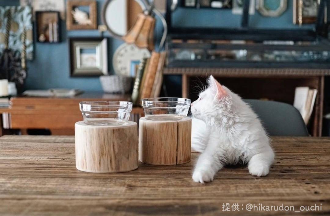 【Felesto フェレスト】Log Bowl ヒノキのログボウル 丸太の餌台 ごはんお水兼用 節なし