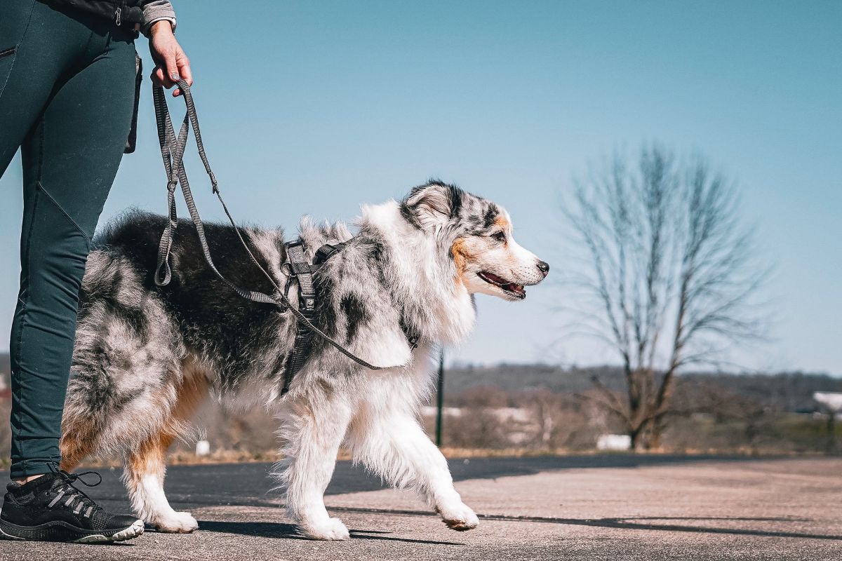 【Blue-9 ブルーナイン】リフレクティブ マルチファンクションリーシュ M/Lサイズ