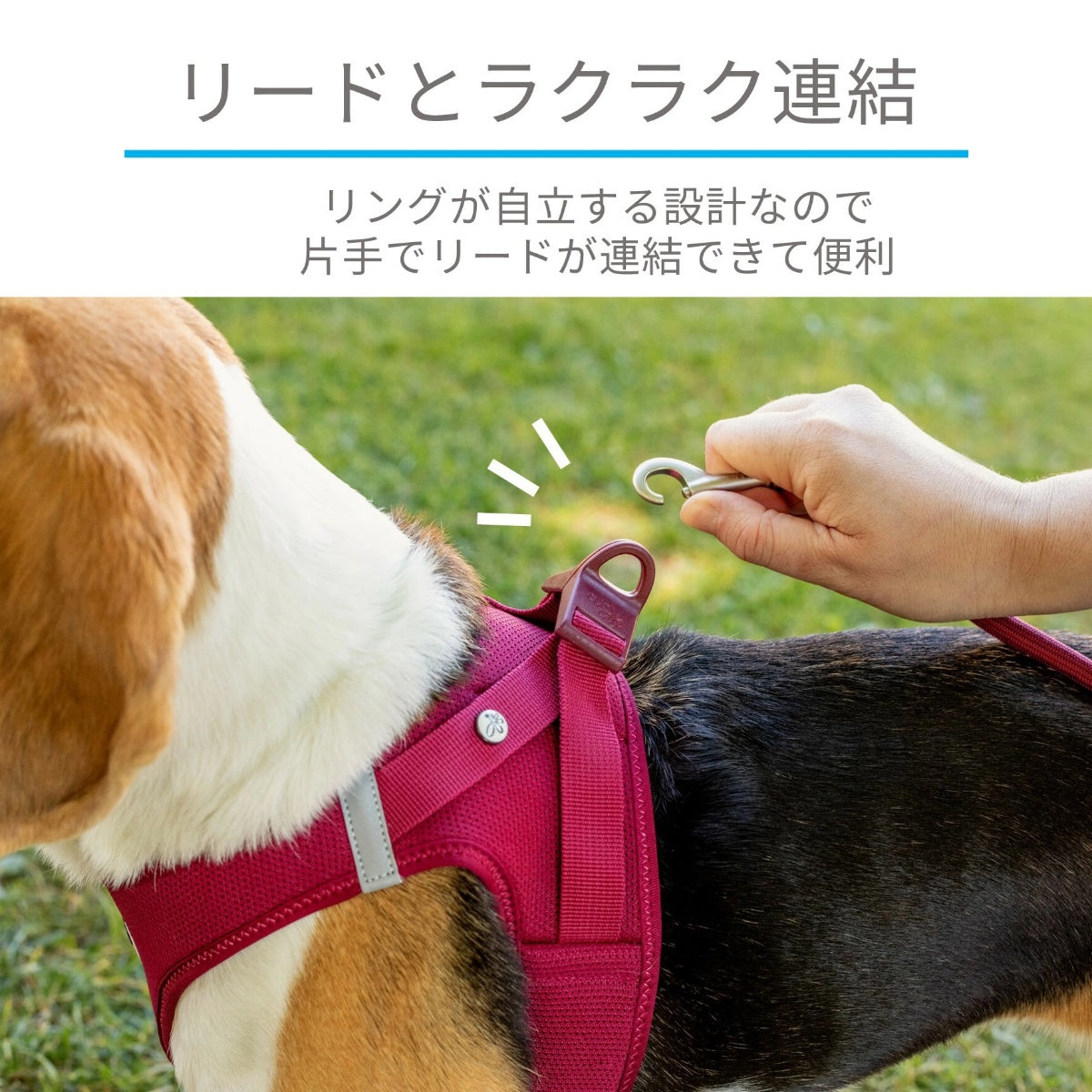 【Curli カーリー】ベストエアメッシュハーネス クラスプ 3XS 2XS XS Sサイズ