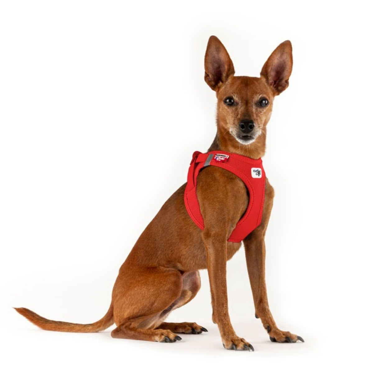 【Curli カーリー】ベストエアメッシュハーネス クラスプ 3XS 2XS XS Sサイズ