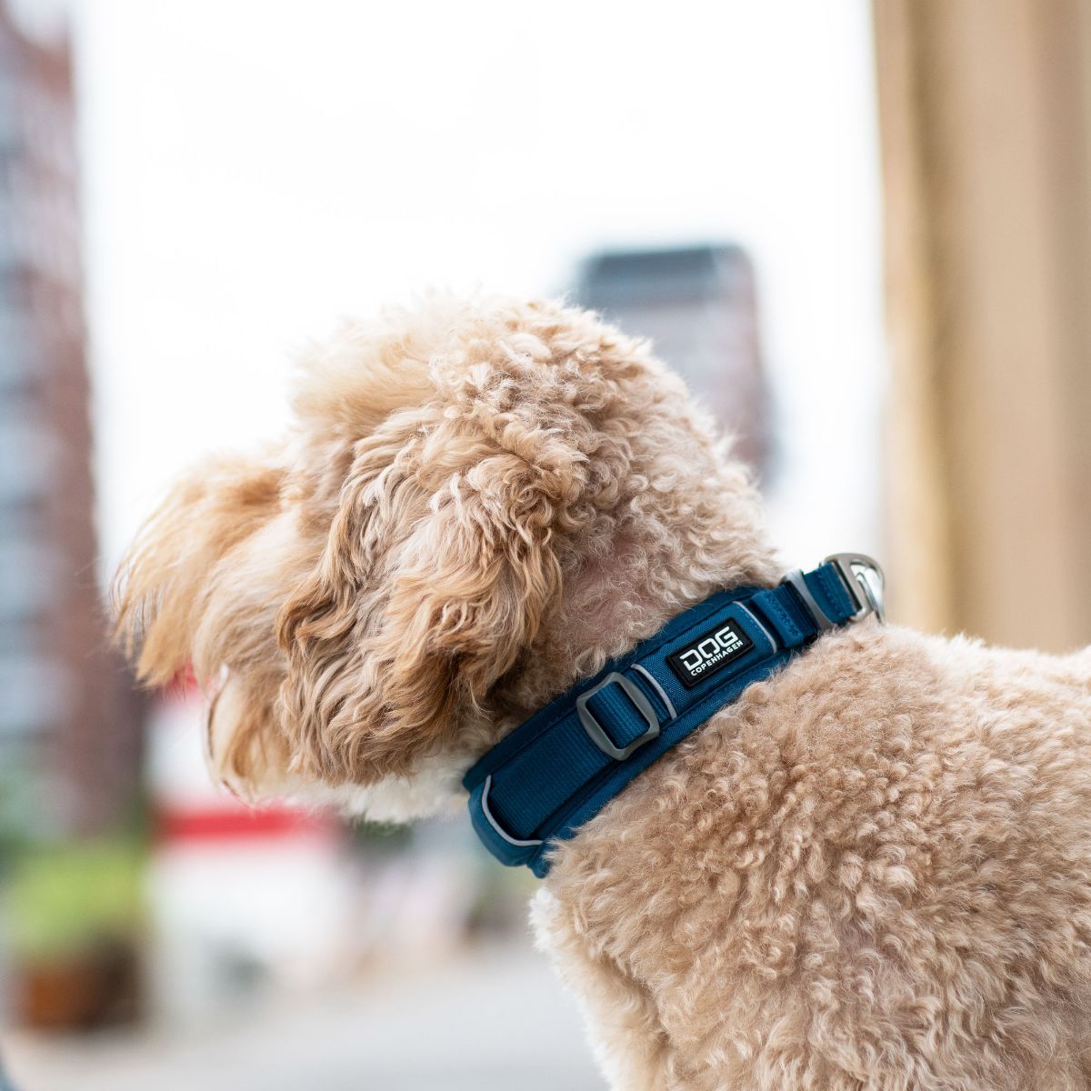 【DOG Copenhagen ドッグコペンハーゲン】アーバンエクスプローラーカラー XS〜L/XLサイズ