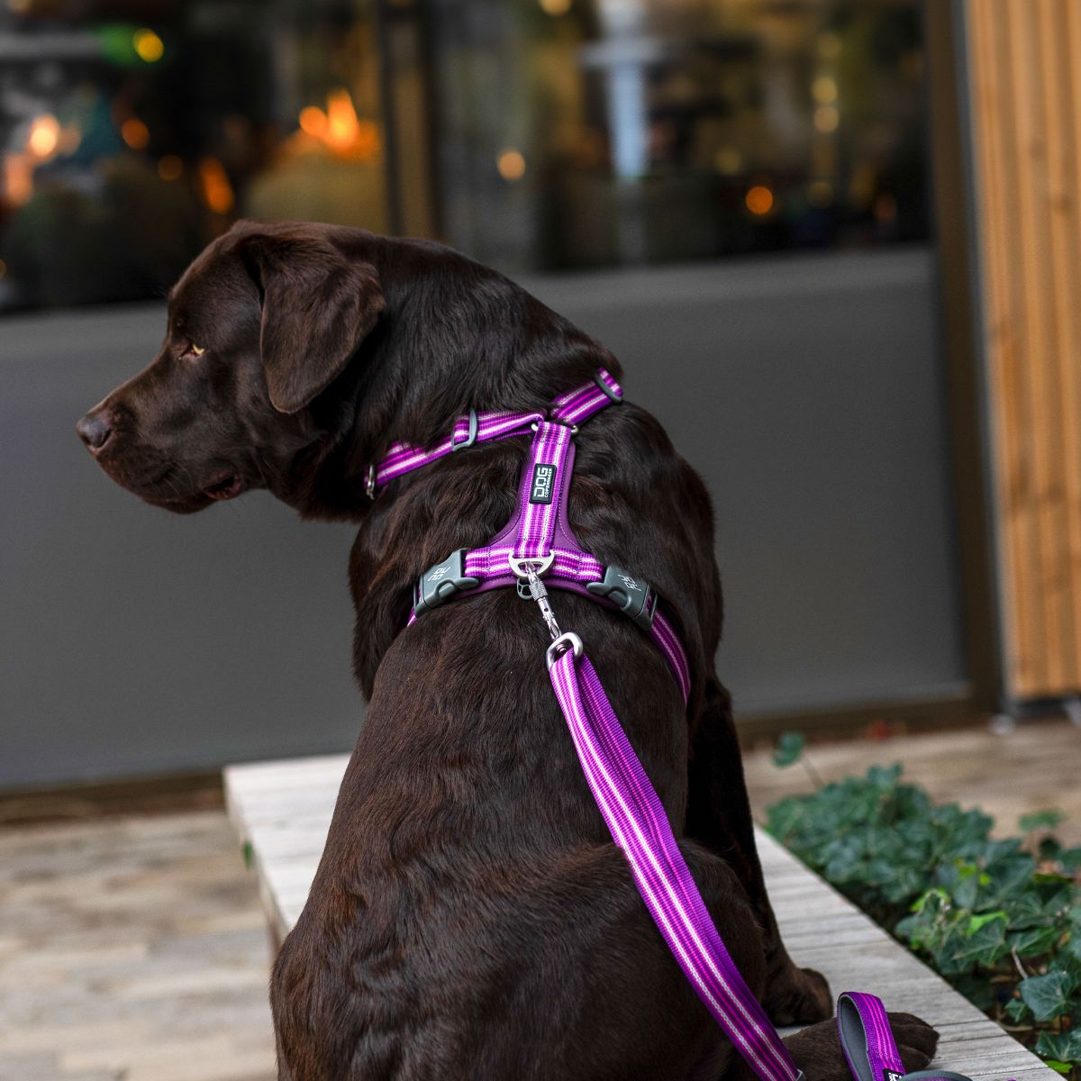 犬 ハーネス 軽量 メッシュ 通気性 小型犬 中型犬 DOG Copenhagen /ドッグコペンハーゲン 公式 コンフォートウォークエア 3.0 ハーネス S,Mサイズ【簡単装着/快適/サイズ交換対応】