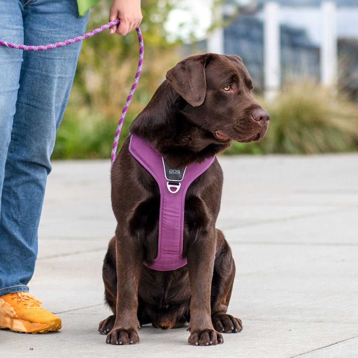 犬 ハーネス 大型犬 負担軽減 DOG Copenhagen /ドッグコペンハーゲン 公式 コンフォートウォークプロ 3.0 ハーネス L,XLサイズ【多機能/高耐久/サイズ交換対応】