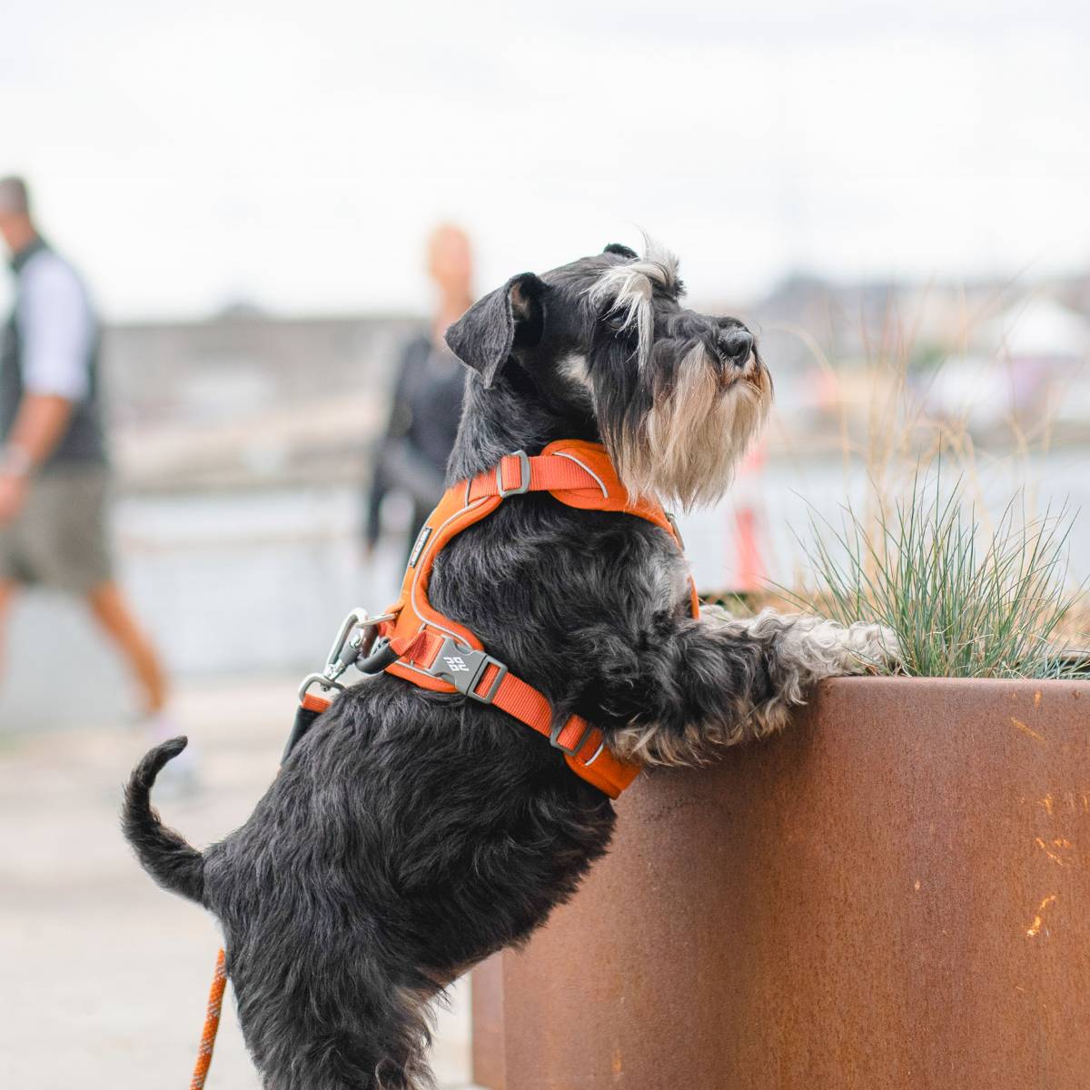 犬 ハーネス 大型犬 負担軽減 DOG Copenhagen /ドッグコペンハーゲン 公式 コンフォートウォークプロ 3.0 ハーネス L,XLサイズ【多機能/高耐久/サイズ交換対応】