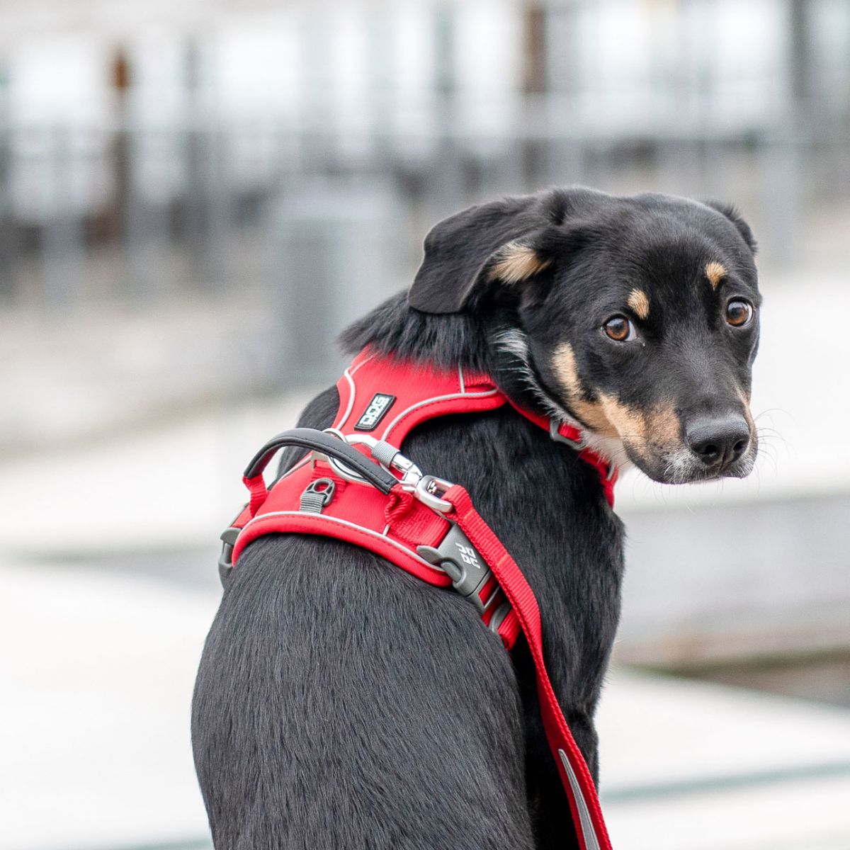 犬 ハーネス 大型犬 負担軽減 DOG Copenhagen /ドッグコペンハーゲン 公式 コンフォートウォークプロ 3.0 ハーネス L,XLサイズ【多機能/高耐久/サイズ交換対応】