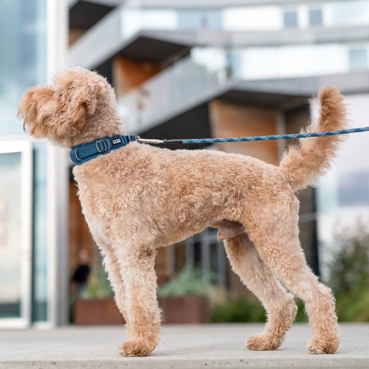 【DOG Copenhagen ドッグコペンハーゲン】アーバンエクスプローラーカラー XS〜L/XLサイズ