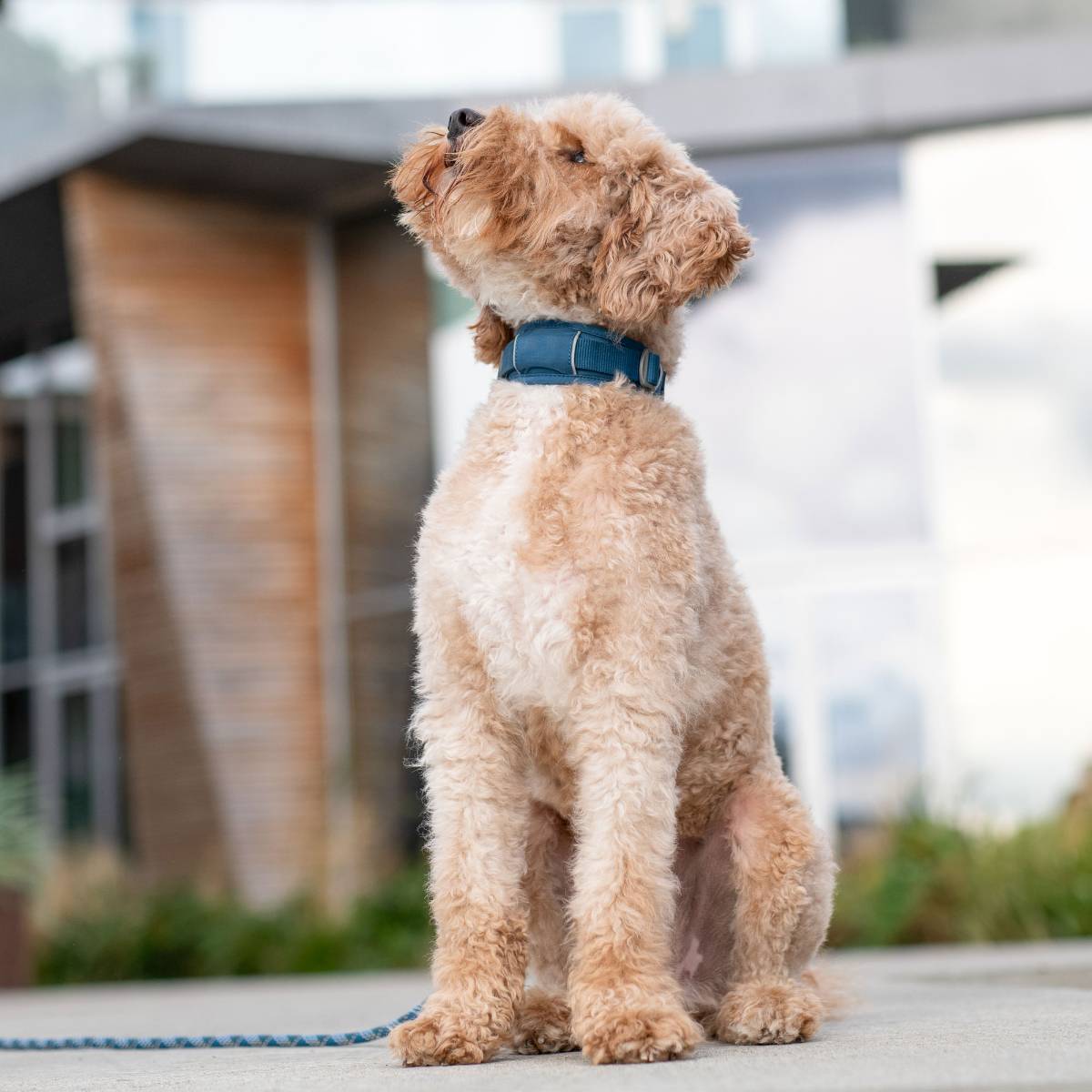 【DOG Copenhagen ドッグコペンハーゲン】アーバンエクスプローラーカラー XS〜L/XLサイズ