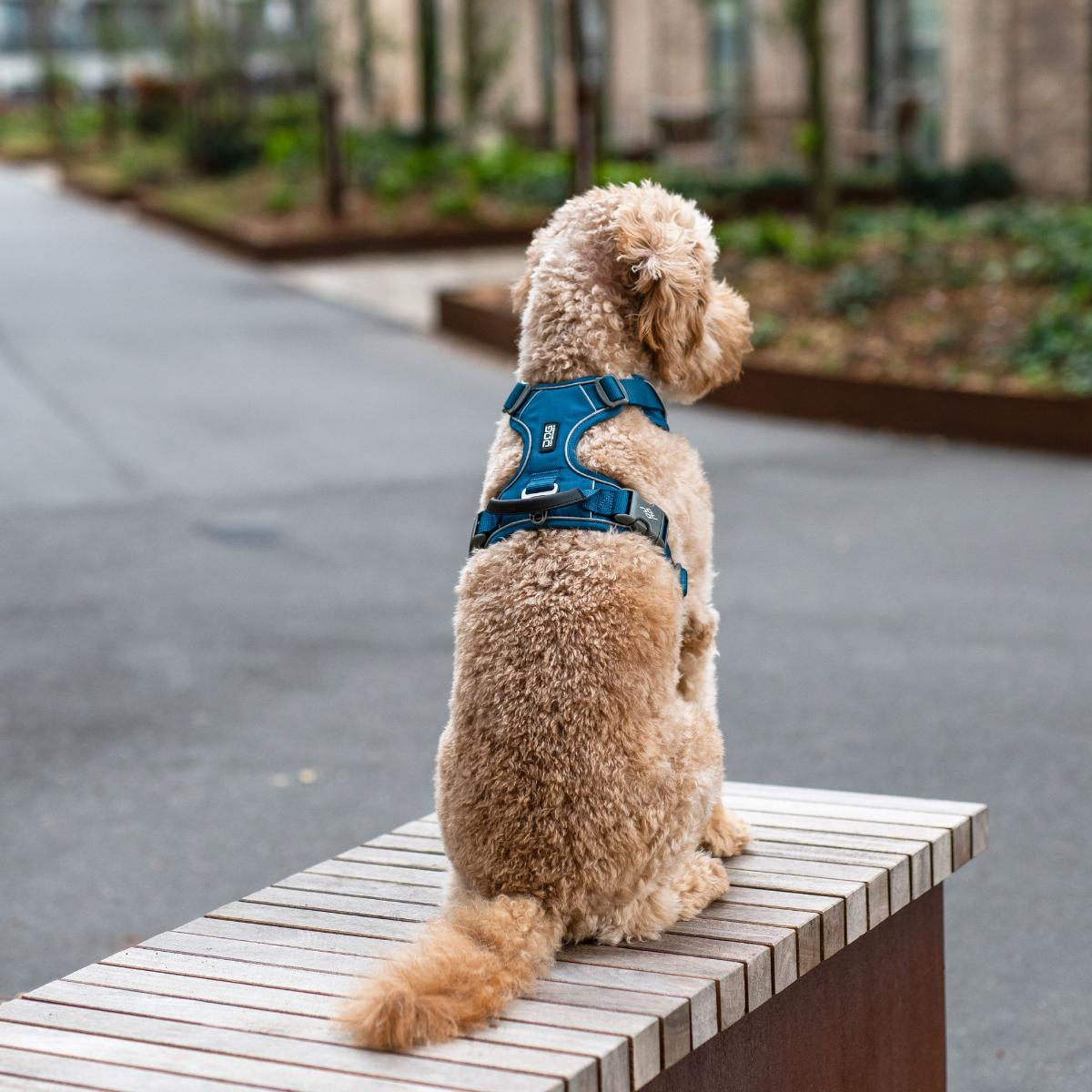 犬 ハーネス 大型犬 負担軽減 DOG Copenhagen /ドッグコペンハーゲン 公式 コンフォートウォークプロ 3.0 ハーネス L,XLサイズ【多機能/高耐久/サイズ交換対応】