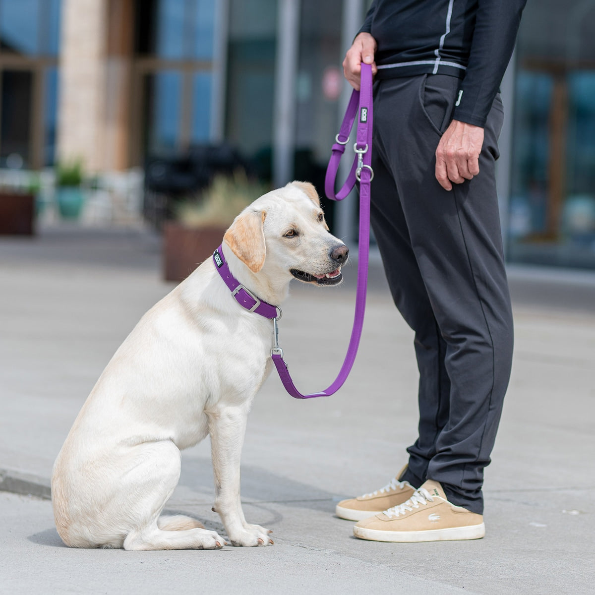 【DOG Copenhagen ドッグコペンハーゲン】アーバンクラシックカラー XS〜XLサイズ