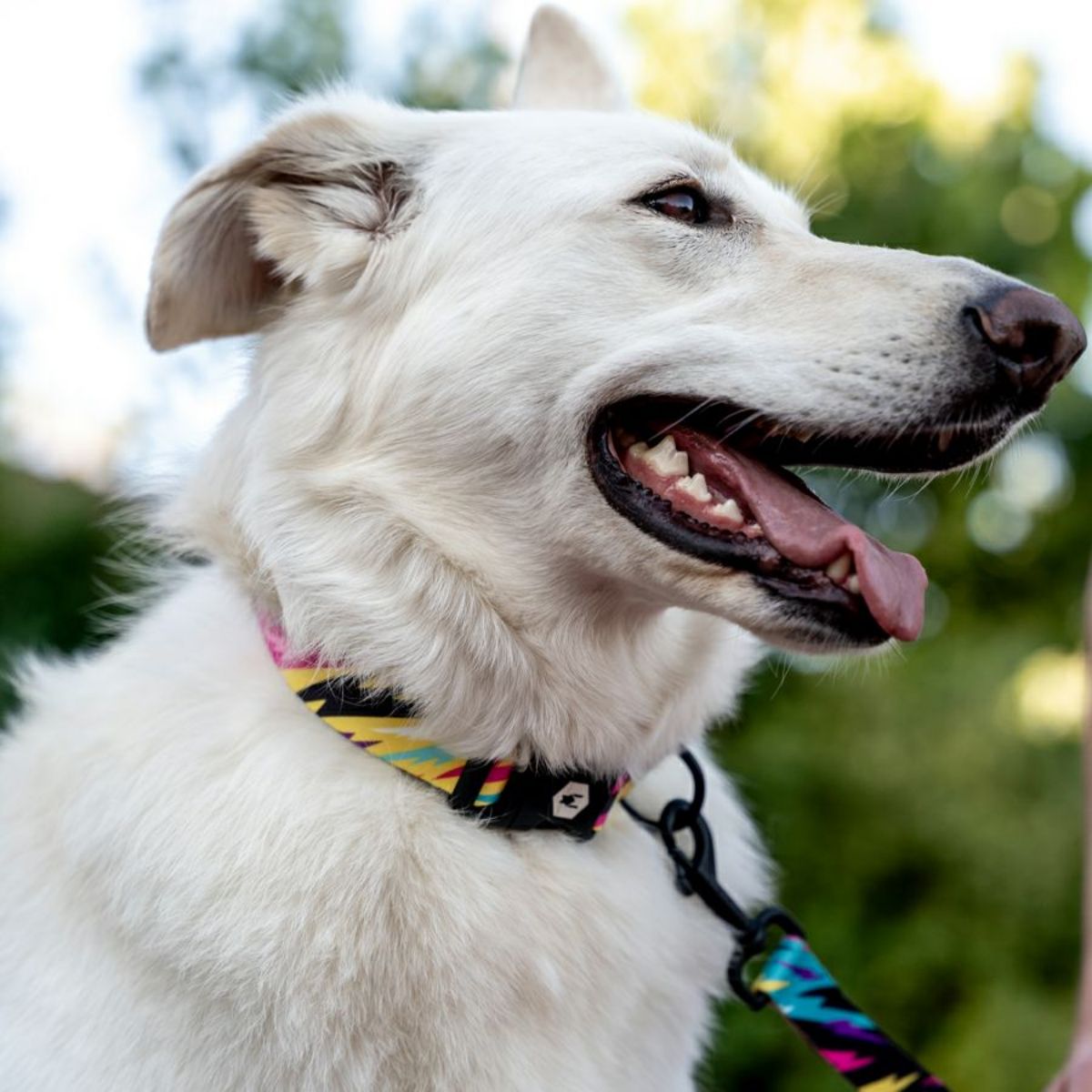 【WOLFGANG MAN & BEAST ウルフギャング マン&ビースト】首輪 FuzzyTails Colla(S M L size 首周り:20〜66cm)