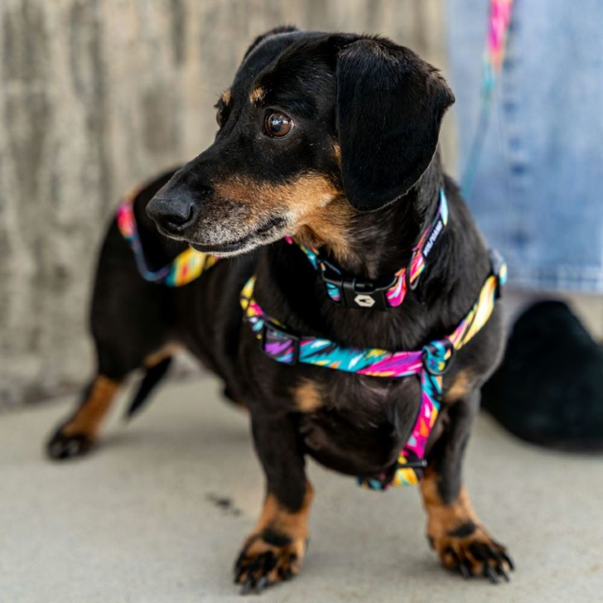 【WOLFGANG MAN & BEAST ウルフギャング マン&ビースト】首輪 FuzzyTails Colla(S M L size 首周り:20〜66cm)