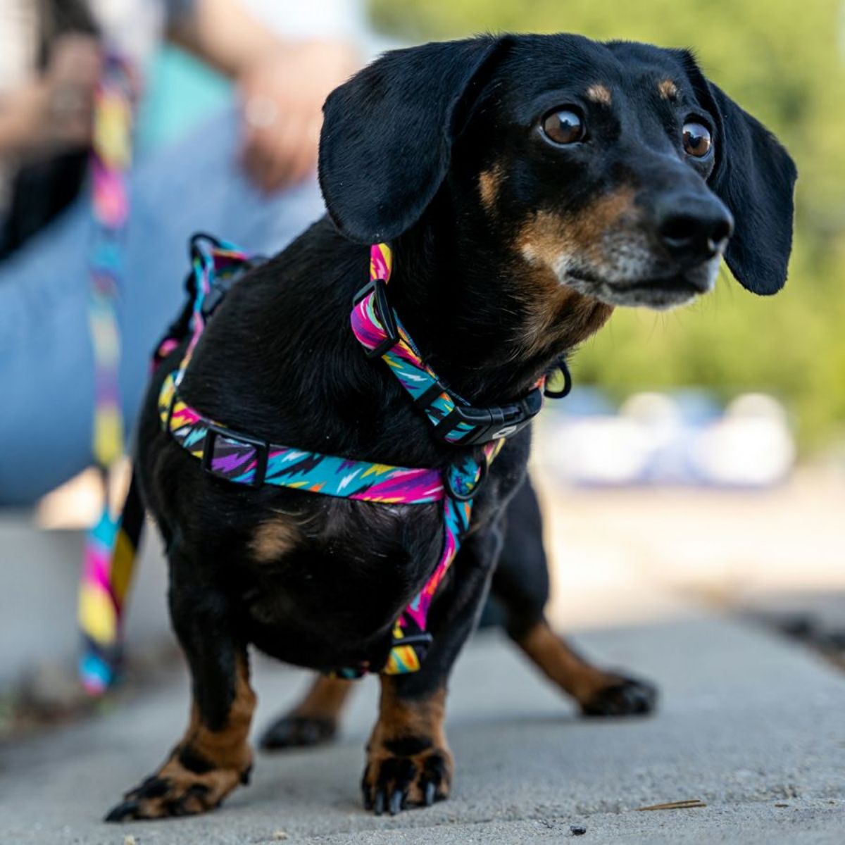 【WOLFGANG MAN & BEAST ウルフギャング マン&ビースト】首輪 FuzzyTails Colla(S M L size 首周り:20〜66cm)