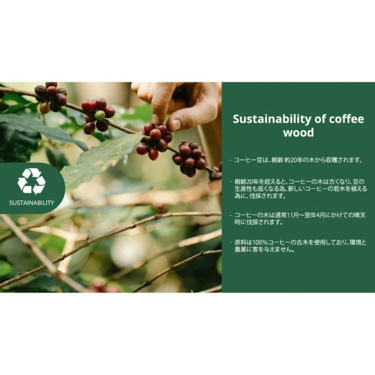 【GEWALK ジウォーク】ドッグ チュウ スティック コーヒー ツリー 2XLサイズ