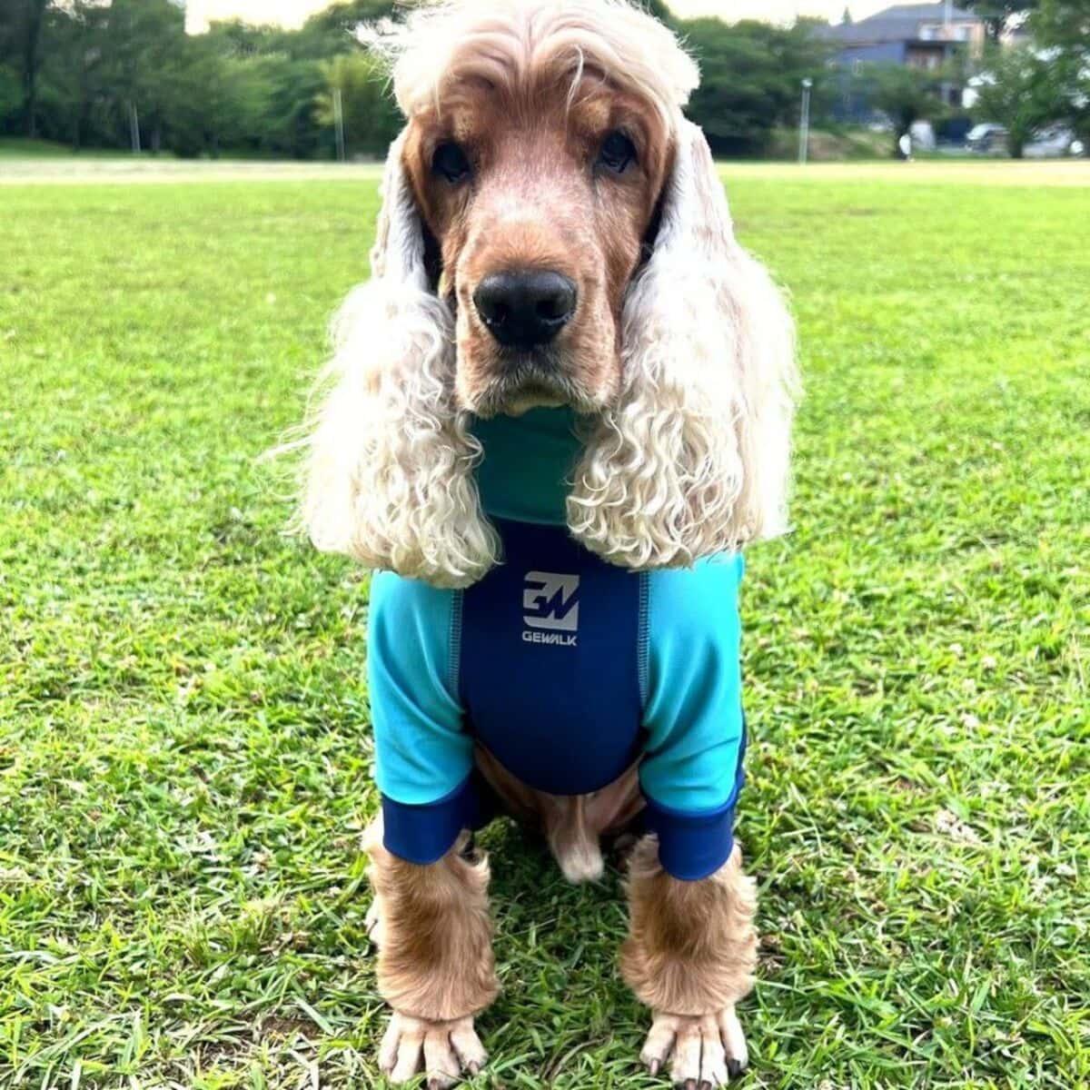 【GEWALK ジウォーク】トリコロールプリント プロテクト ストレッチ ロンパース L/2L/3Lサイズ ピンク・ブルー