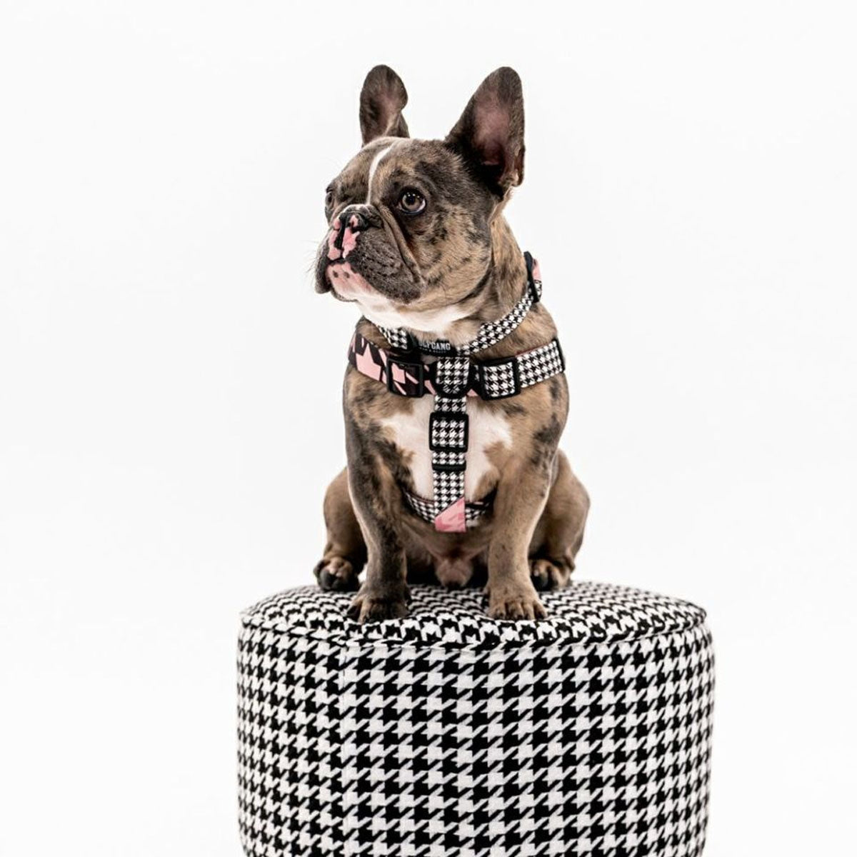 【WOLFGANG MAN & BEAST ウルフギャング マン&ビースト】ハーネス HoundsPink Lサイズ