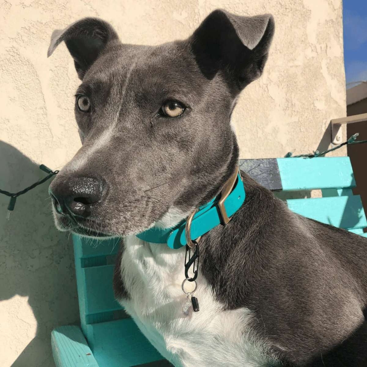 【HIGH TAIL HIKES ハイテールハイクス】首輪 1カラー ティール Lサイズ