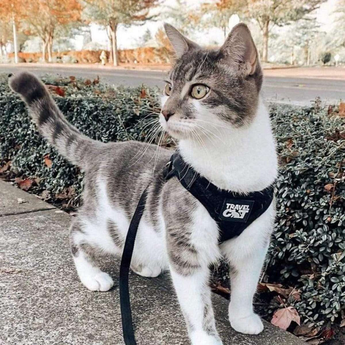 【Travel CAT トラベルキャット】"The True Adventurer" Reflective Cat & Kitten Harness and Leash ハーネス&リードセット