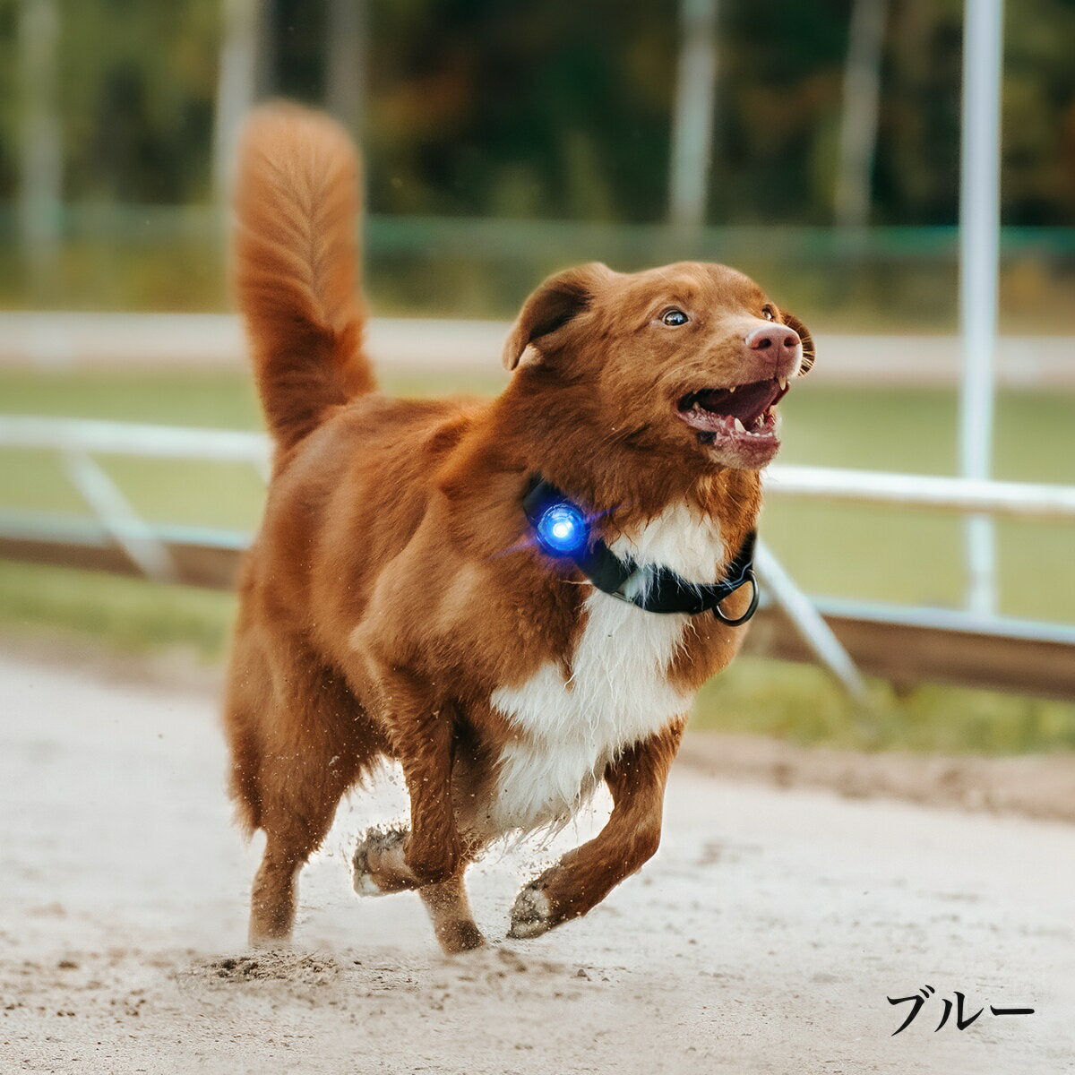 【Orbiloc オルビロック】ドッグ デュアルライト Dog Dual Light デンマーク製ライト