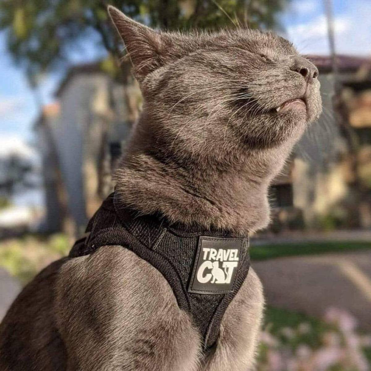 【Travel CAT トラベルキャット】"The True Adventurer" Reflective Cat & Kitten Harness and Leash ハーネス&リードセット