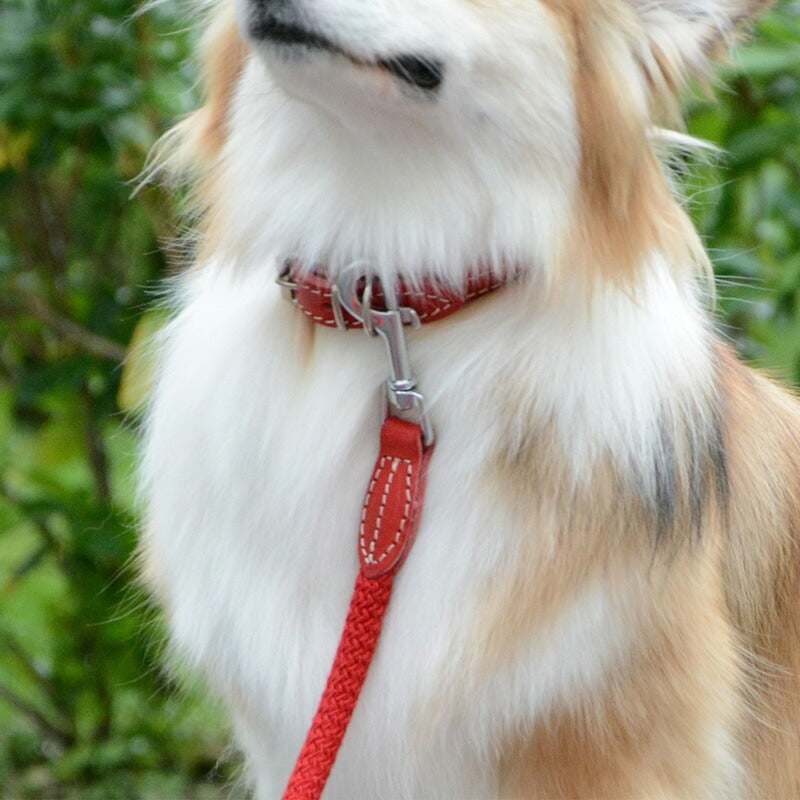 【Da Vinci ダヴィンチ】ビアンカコットンロープ カラー サイズ4