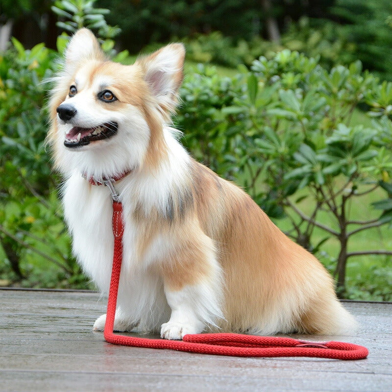 【Da Vinci ダヴィンチ】ビアンカコットンロープ リーシュ Lサイズ