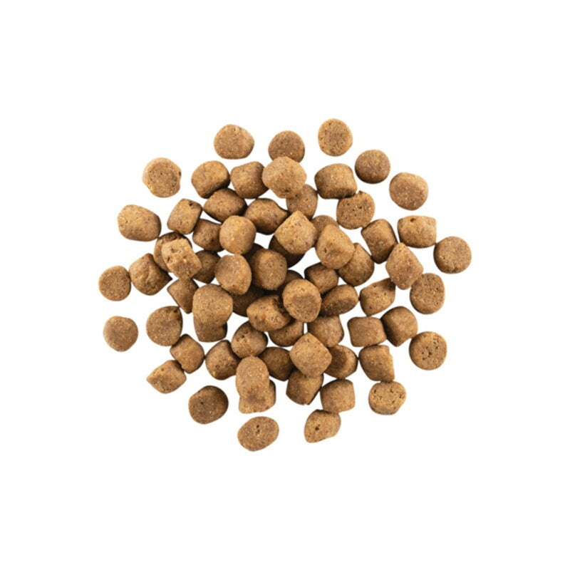 【NOW FRESH ナウ フレッシュ】グレインフリー アダルト / 2.72kg ターキー ドッグフード