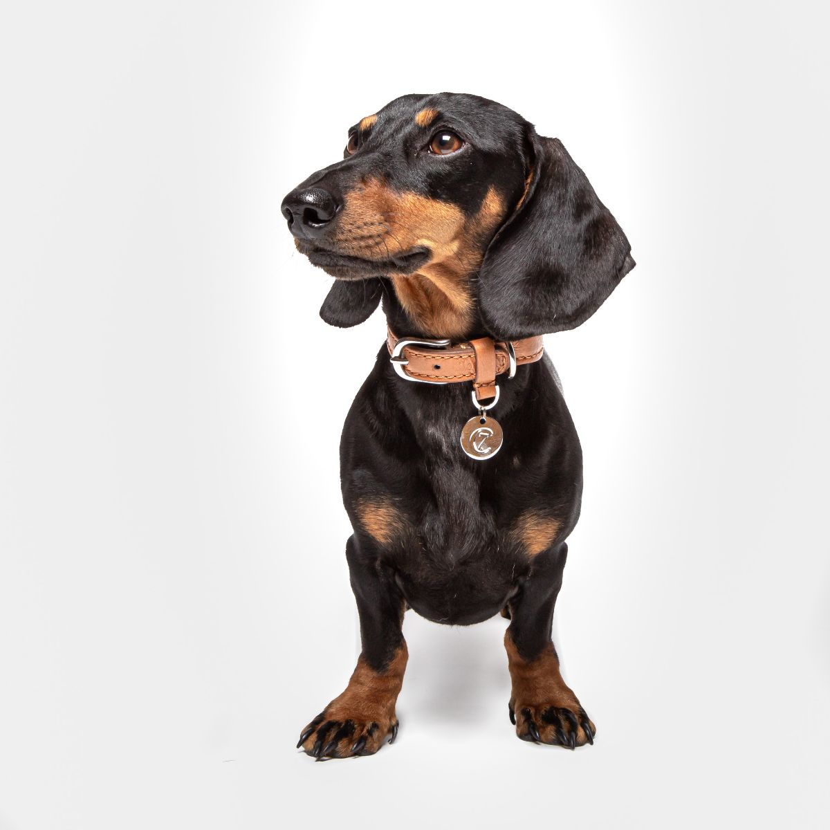 【Cloud7 クラウドセブン】ドッグカラー ハイドパーク コニャック Lサイズ