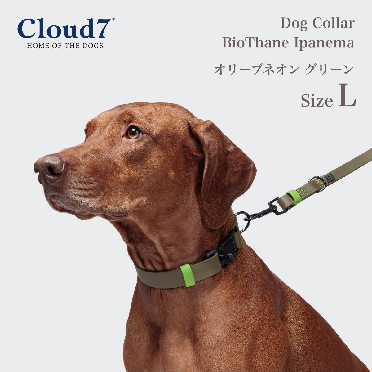 【Cloud7 クラウドセブン】ドッグカラー ビオタン イパネマ オリーブネオン グリーン Lサイズ