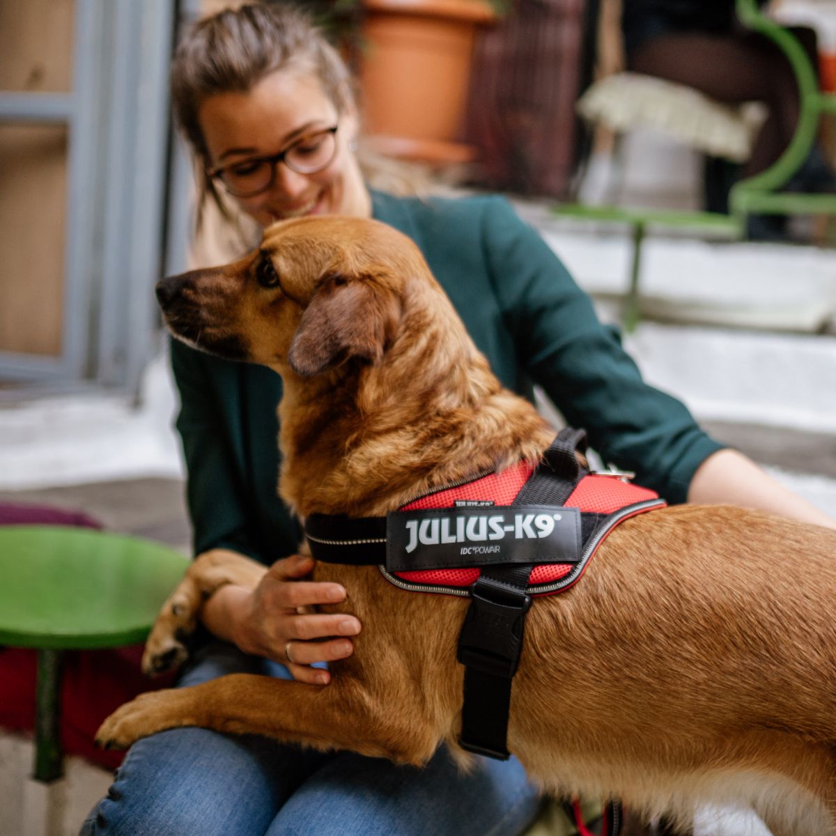 【Julius-K9 ユリウスケーナイン】IDCパワーサマーハーネス IDC®Power Summer harnesses Size0/M,Size1/L,Size2/XL