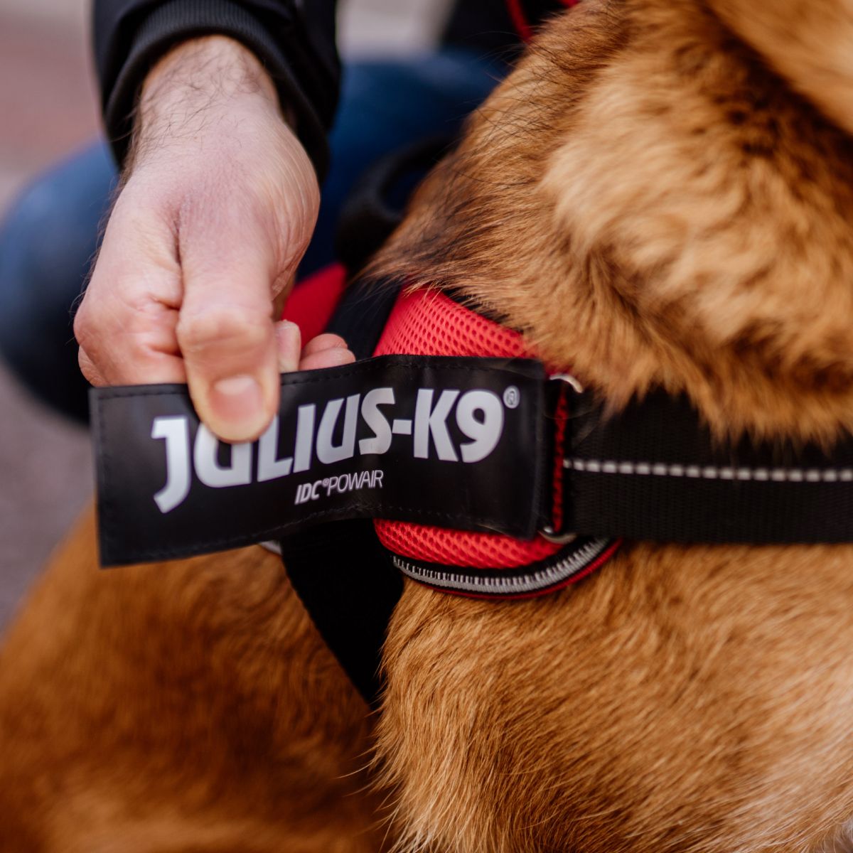 【Julius-K9 ユリウスケーナイン】IDCパワーサマーハーネス IDC®Power Summer harnesses Size0/M,Size1/L,Size2/XL