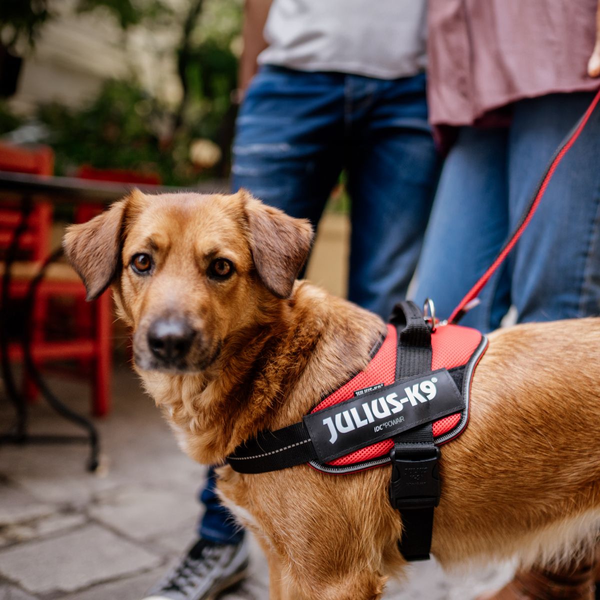 【Julius-K9 ユリウスケーナイン】IDCパワーサマーハーネス IDC®Power Summer harnesses Size0/M,Size1/L,Size2/XL