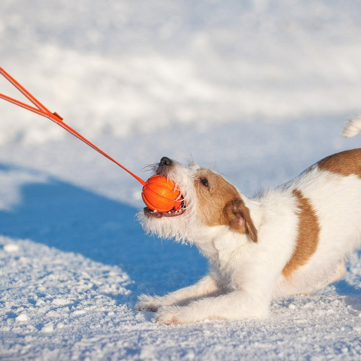 【LIKER ライカー】LIKER LINE ライカーライン LIKER 7 魔法のベルト 全犬種用