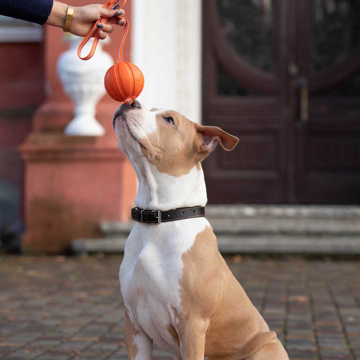 【LIKER ライカー】LIKER LINE ライカーライン LIKER 7 魔法のベルト 全犬種用