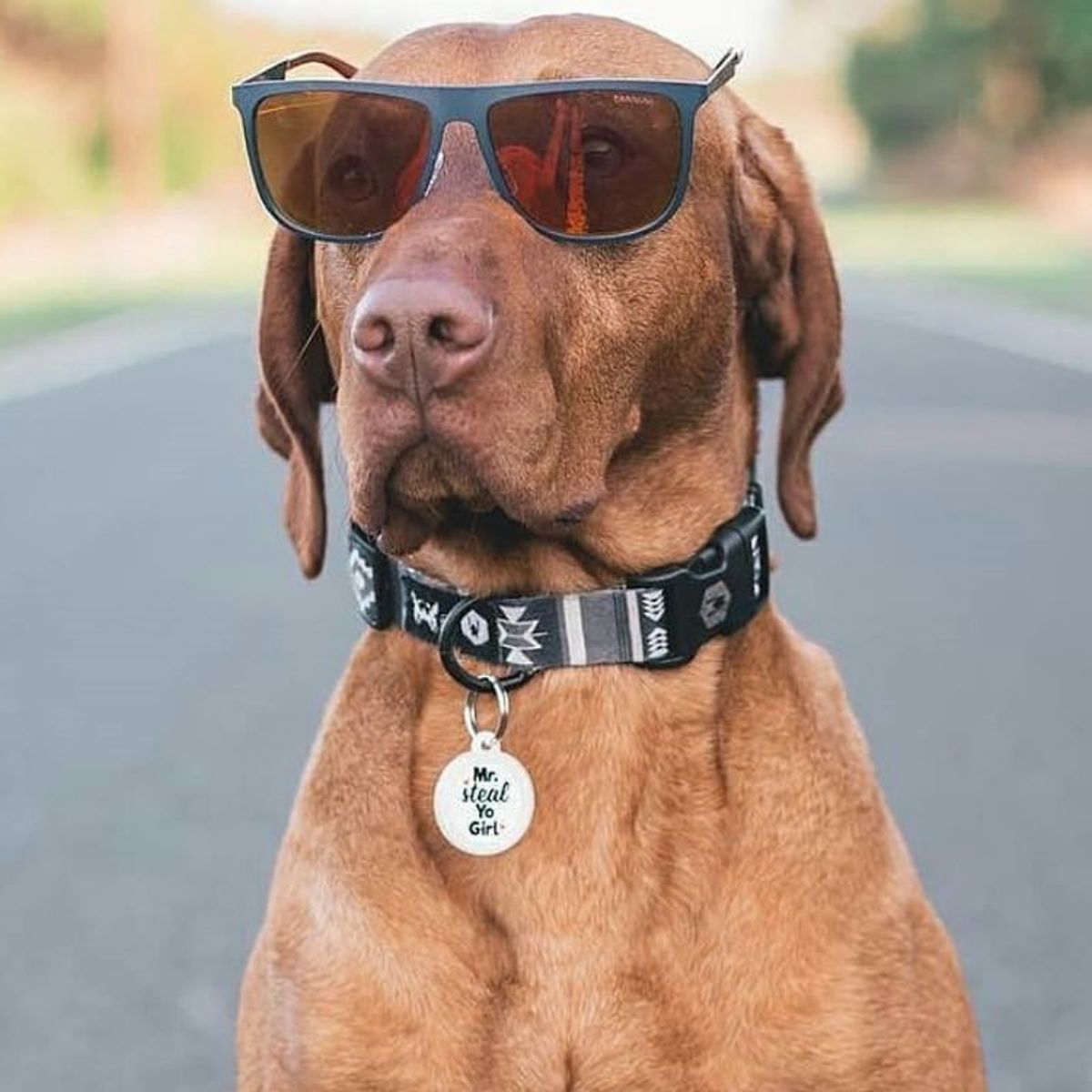 【WOLFGANG MAN & BEAST ウルフギャング マン&ビースト】首輪 NewMoon Collar(S M L size 首周り:20〜66cm)