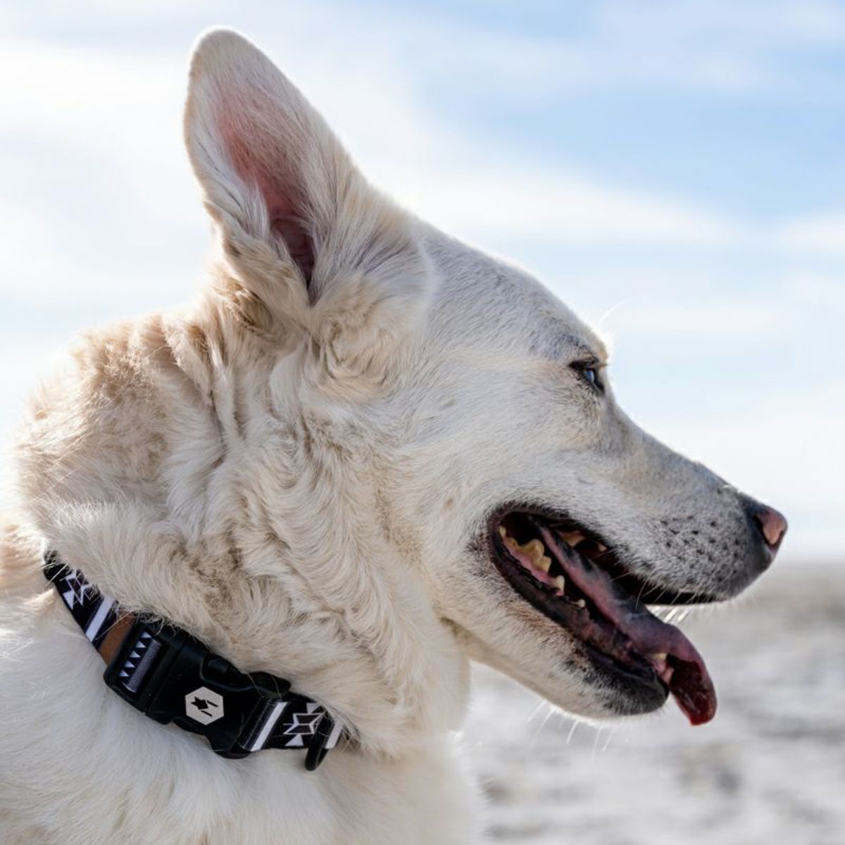 【WOLFGANG MAN & BEAST ウルフギャング マン&ビースト】首輪 NewMoon Collar(S M L size 首周り:20〜66cm)