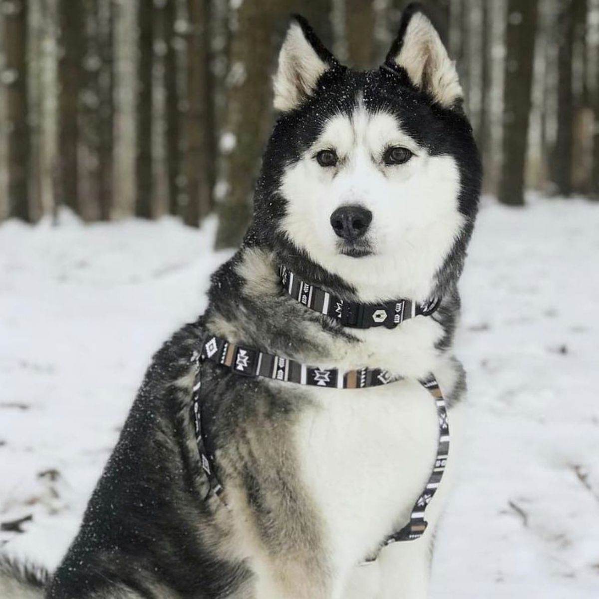 【WOLFGANG MAN & BEAST ウルフギャング マン&ビースト】ハーネス NewMoon Harness(S M L size 胴囲:30〜76cm) (コピー)